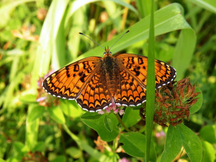 identificazioni varie